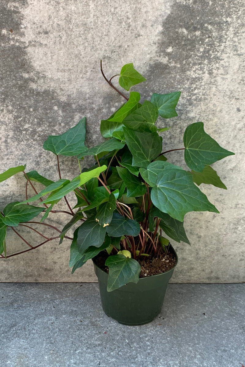 Algerian Ivy in a 6 inch growers pot. 