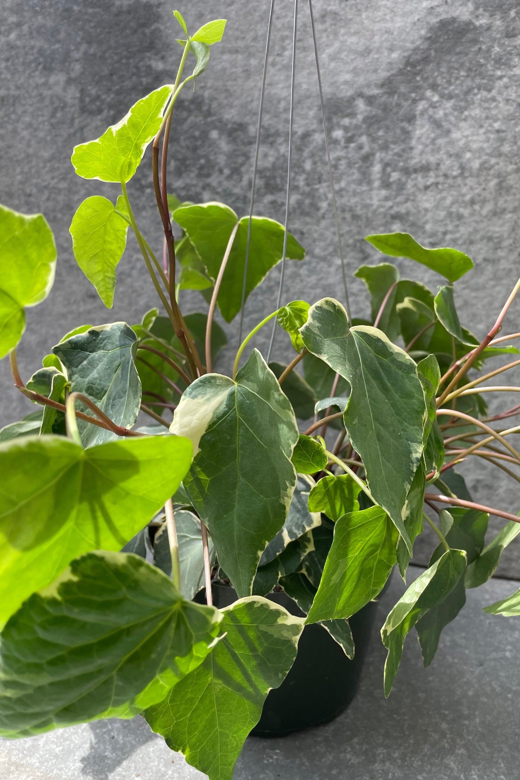 The leaves of the Hedera algeriensis "Algerian Ivy" variegated.   ©Sprout Home