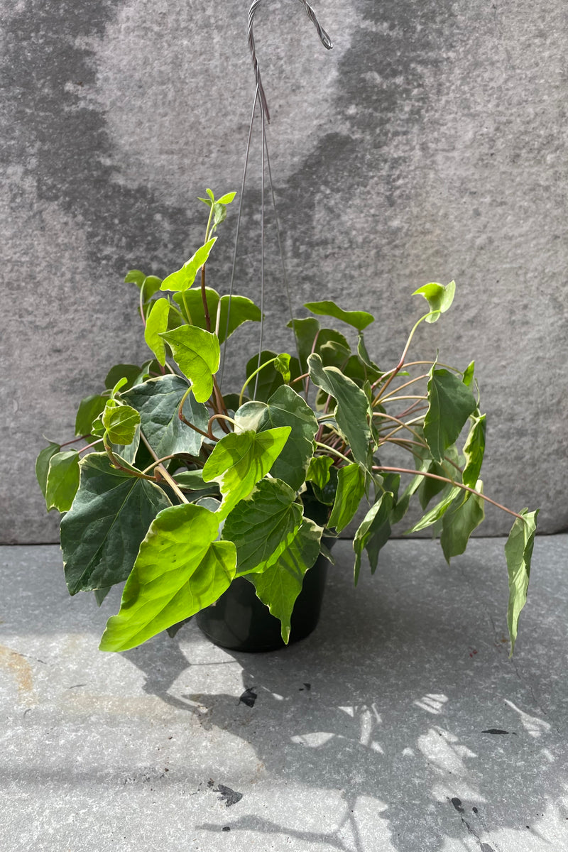 Variegated Algerian Ivy plant in a 6" container.
