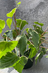 The leaves of the Hedera algeriensis "Algerian Ivy" variegated.  