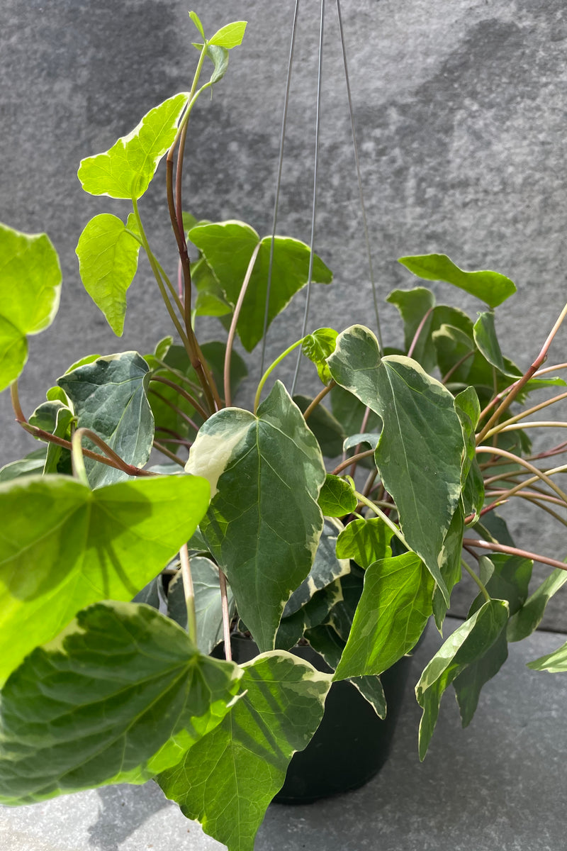 The leaves of the Hedera algeriensis "Algerian Ivy" variegated.  