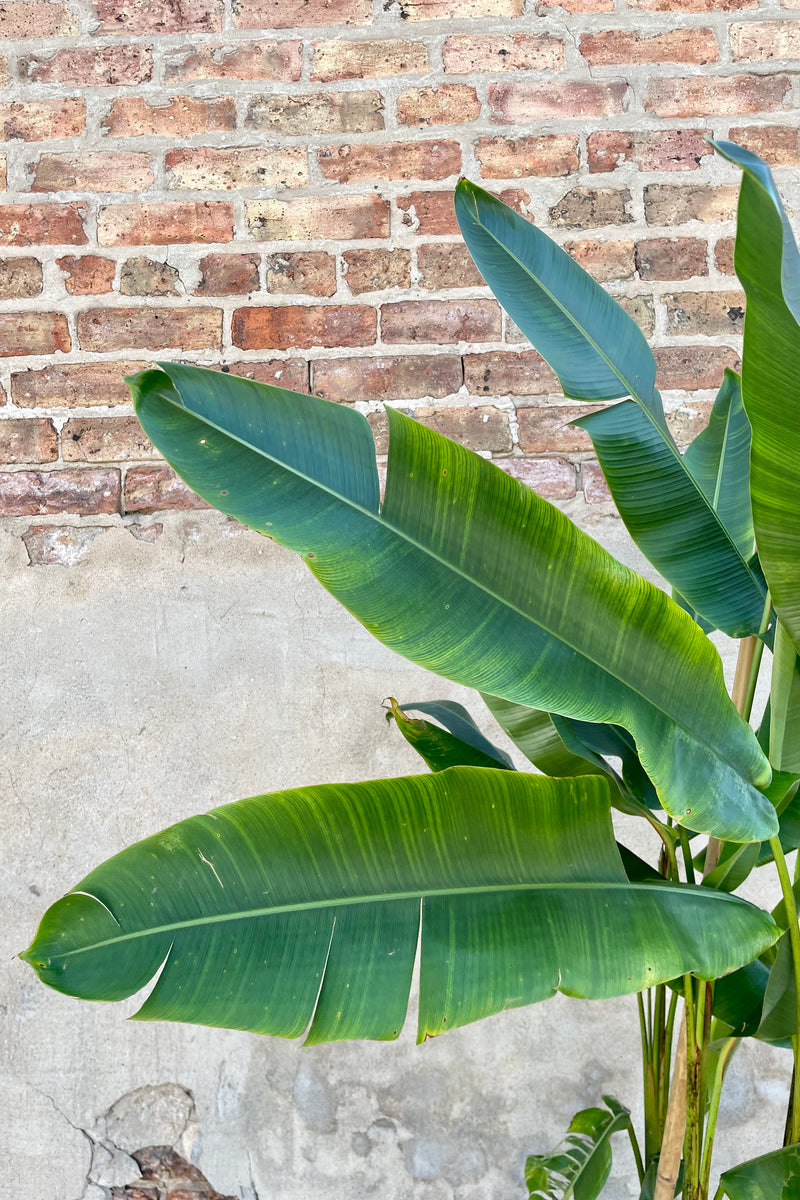 Heliconia 14" Detail of green variegated palm leaves against a brick and grey wall 