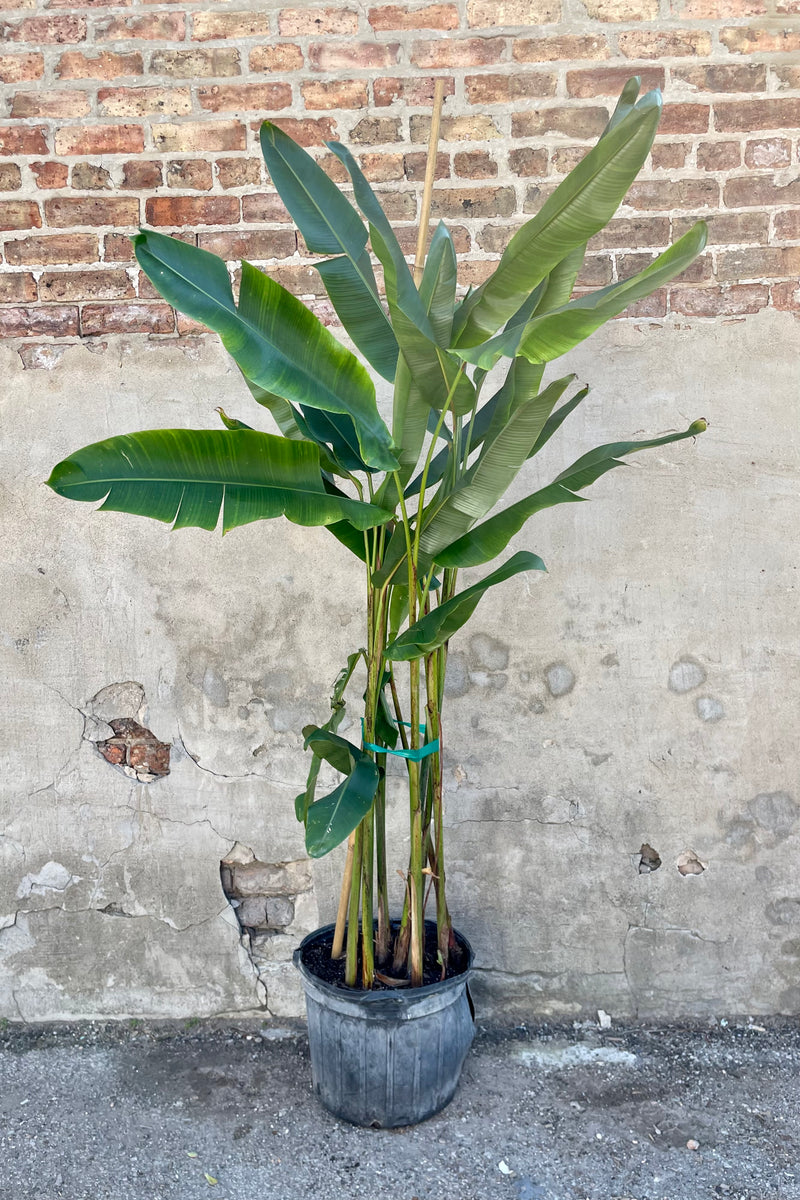 Heliconia 14" black growers pot with green variegated palm leaves against a brick and grey wall 