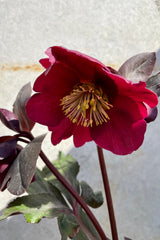 The Helleborus 'Anna's Red' in bloom showing the purple red flower. 