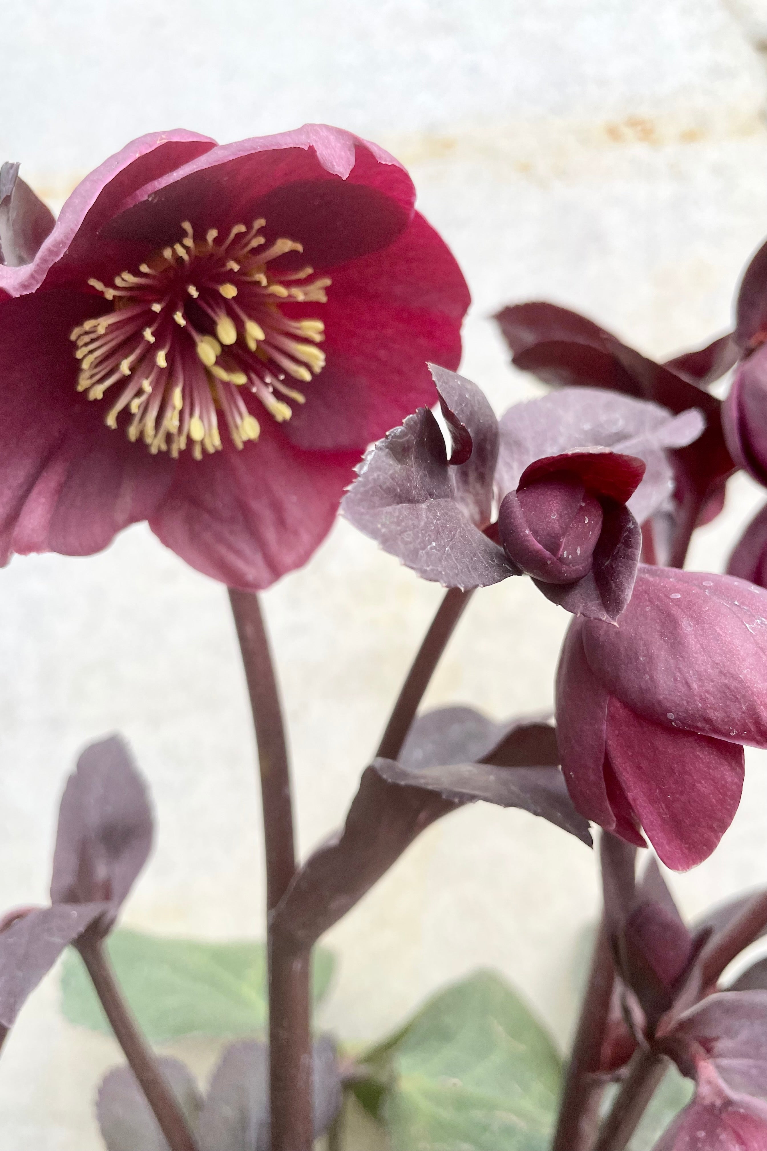 Helleborus 'Brunello' #1 detail of Deep purple red flowers on top of dark green thick foliage against a grey background