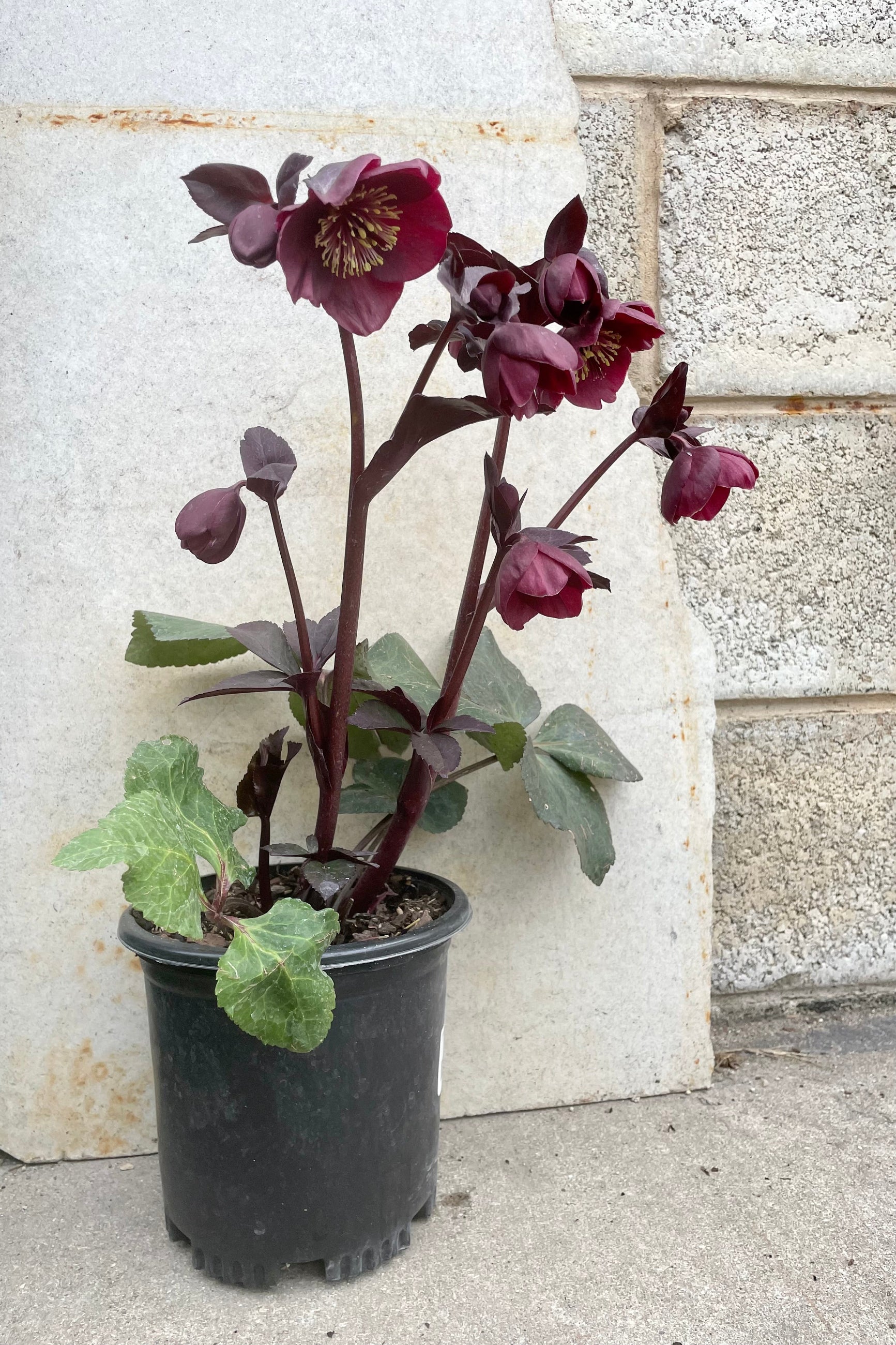 Helleborus 'Brunello' #1 black growers pot with deep purple red flowers on top of dark green thick foliage against a grey background ©Sprout Home