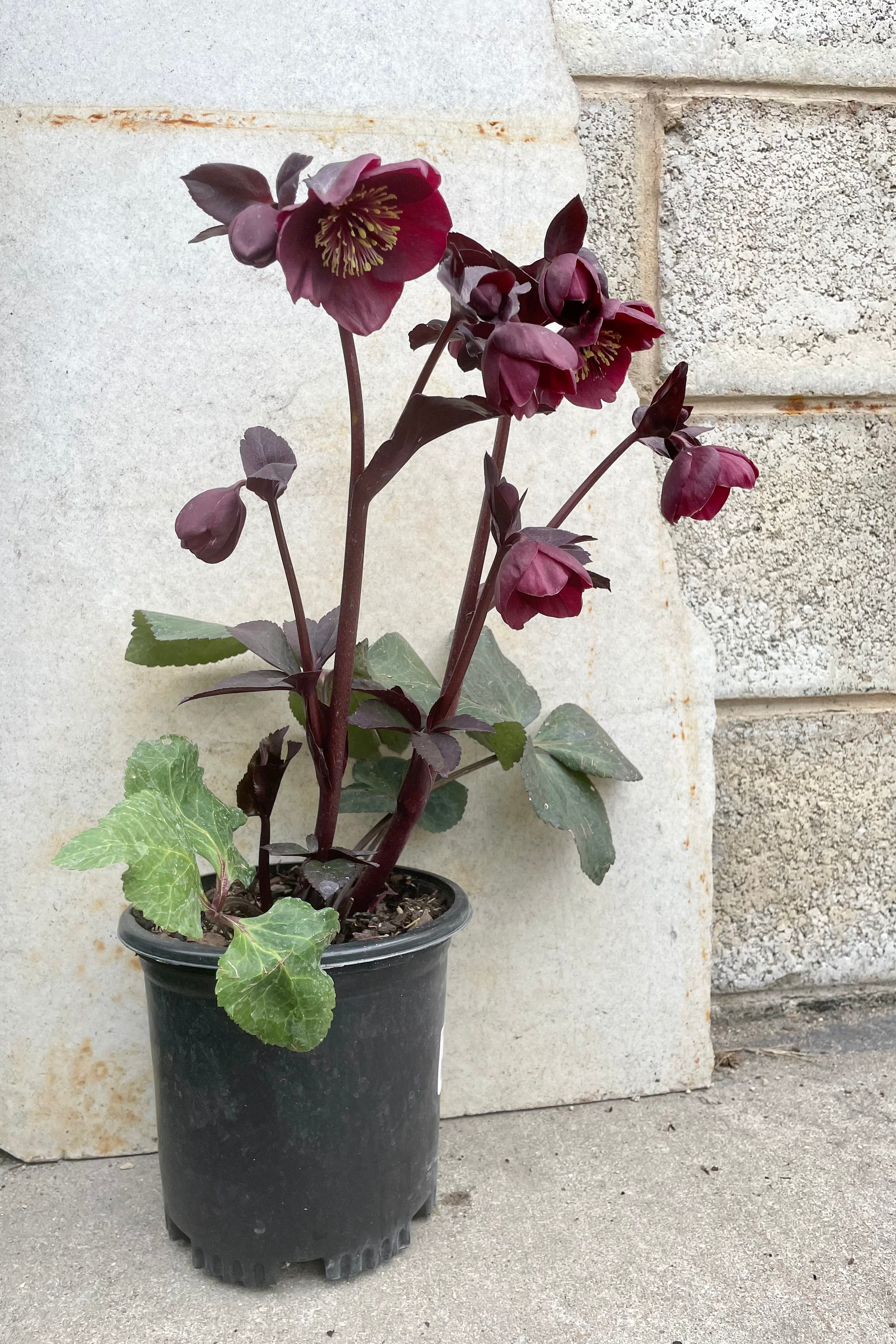 Helleborus 'Brunello' #1 black growers pot with deep purple red flowers on top of dark green thick foliage against a grey background