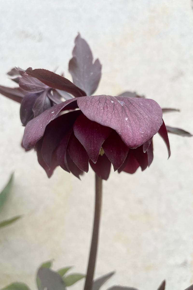 Helleborus 'Red Sapphire' #1 detail of deep red burgundy flowers with burgundy fledgling foliage against a grey wall