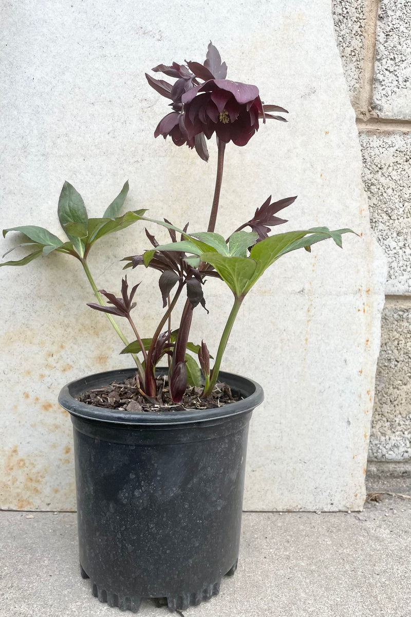 Helleborus 'Red Sapphire' #1 black growers pot with deep red burgundy flowers with burgundy fledgling foliage against a grey wall