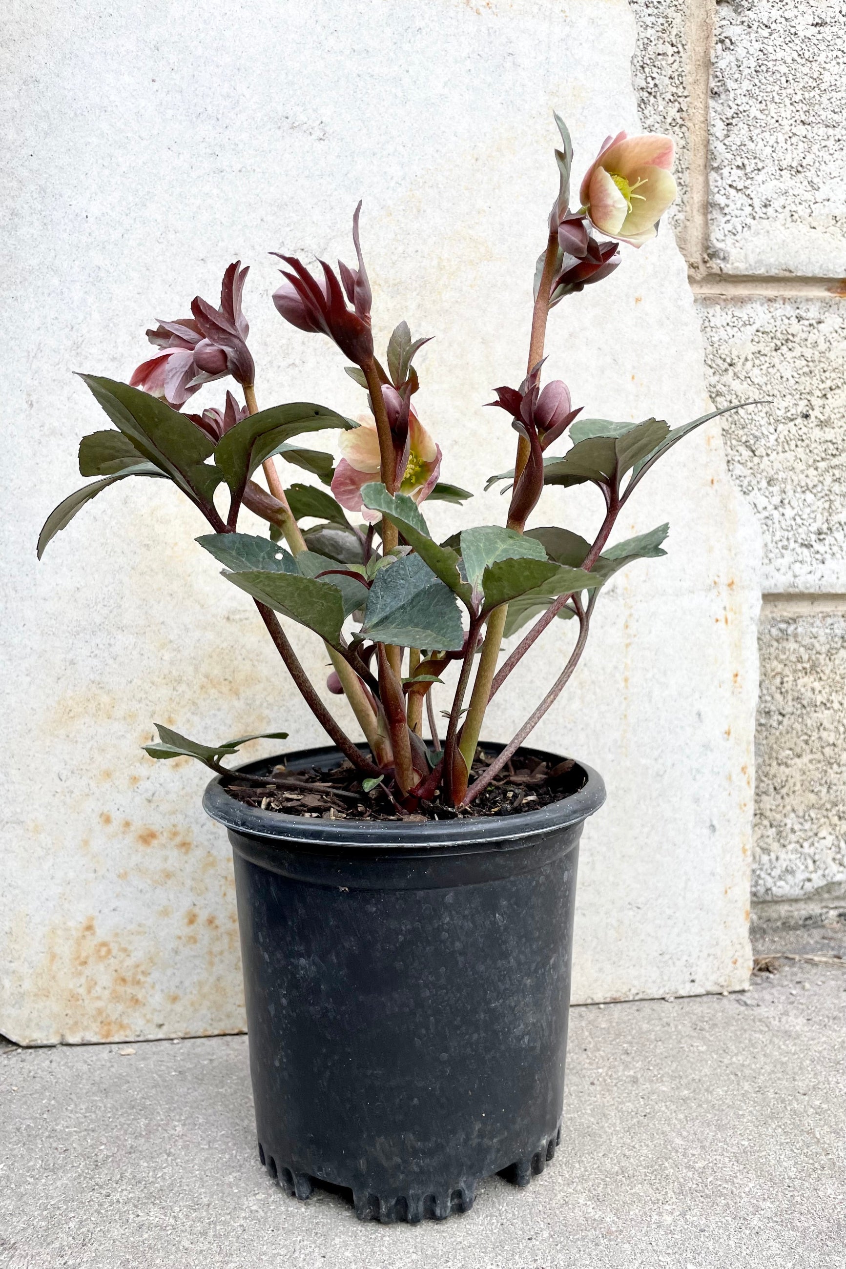 The Helleborus 'Merlin' in bloom in a #1 growers pot against a grey wall.  ©Sprout Home