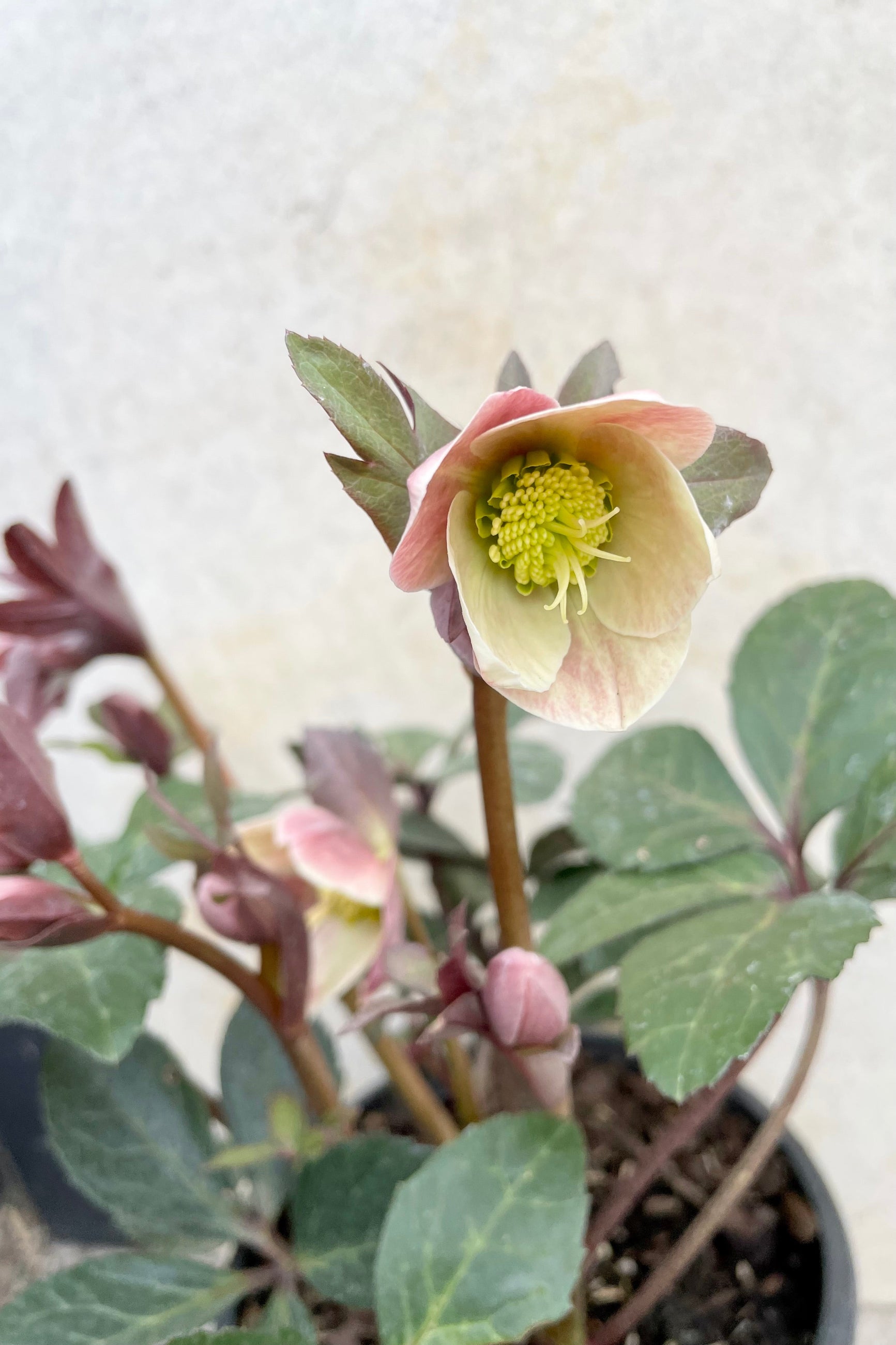 A close up picture of the 'Merlin' Helleborus against a grey background.©Sprout Home