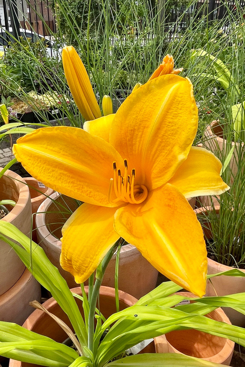 Hemerocallis 'Chicago Sunrise' daylily in full bloom showing the bright orange  huge flowers with a background of decorative grasses the beginning of July at Sprout Home.