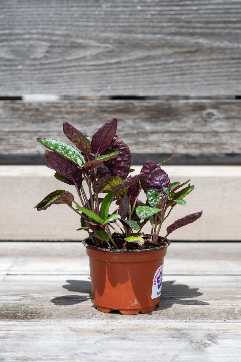 Hemigraphis alternata "Purple Waffle Plant" in nursery pot in front of grey wood wall