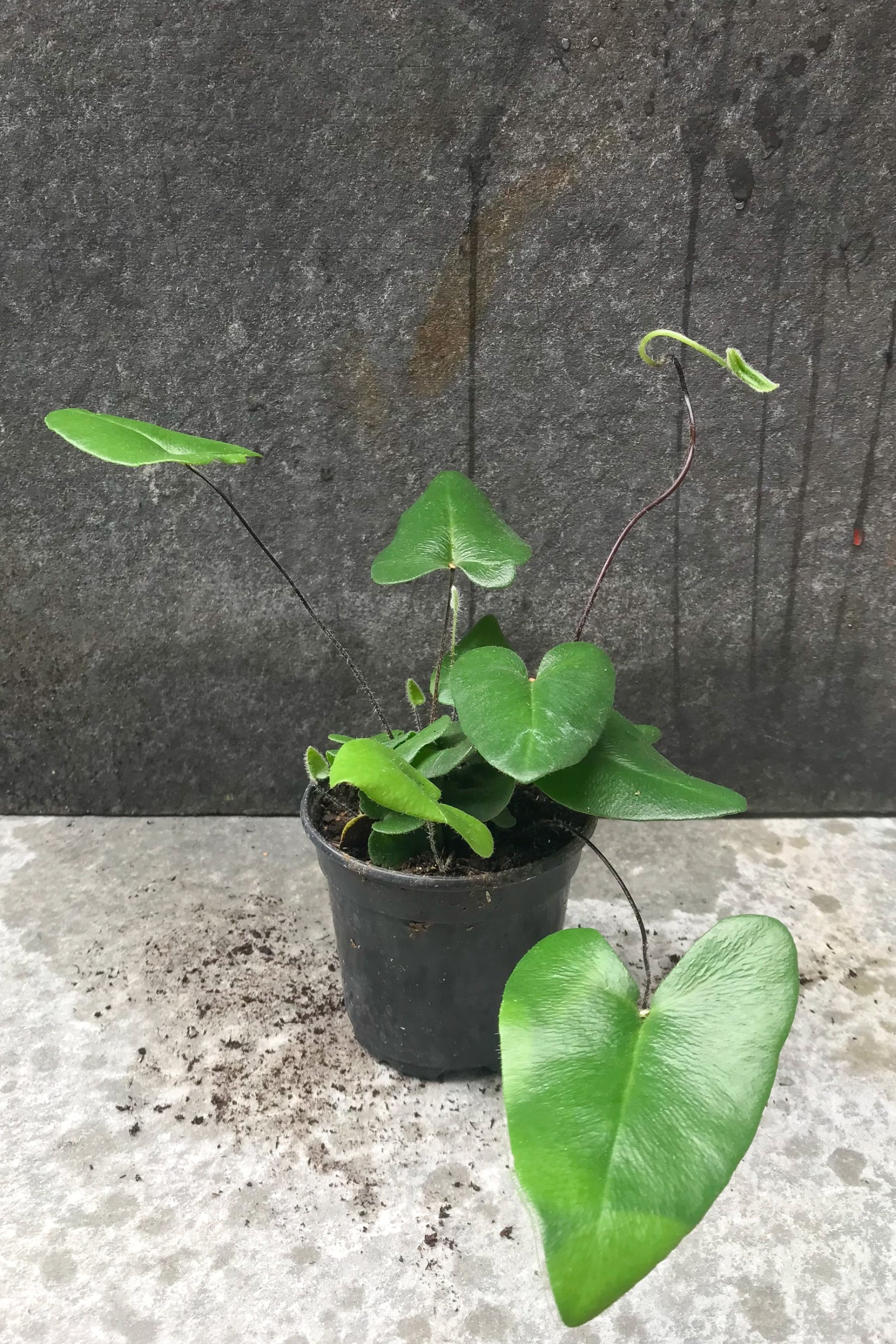 Photo of a plant with green, heart-shaped leaves in a black pot shown in front of a gray wall. The plant is hemionitus arifolia. ©Sprout Home ©Sprout Home