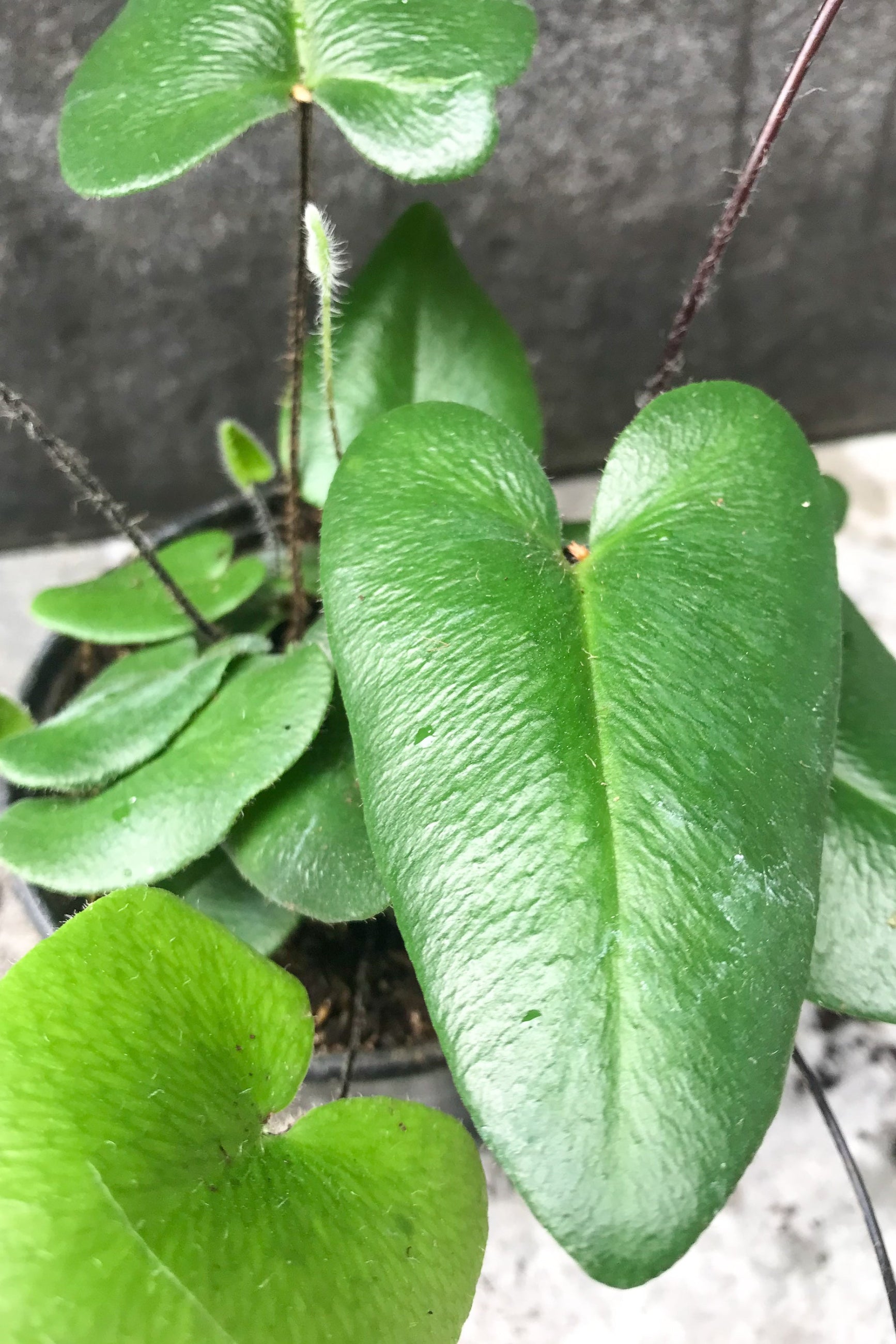 A close photo of a heart shaped green leaf on a black stem in front of a gray wall. Hemionitus arifolia Heart Fern Houseplant. ©Sprout Home ©Sprout Home