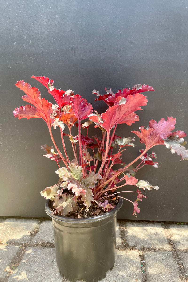 #1 Heuchera 'Black Taffeta' perennial in the end of May showing the burgundy ruffled foliage against a black backdrop at Sprout Home.