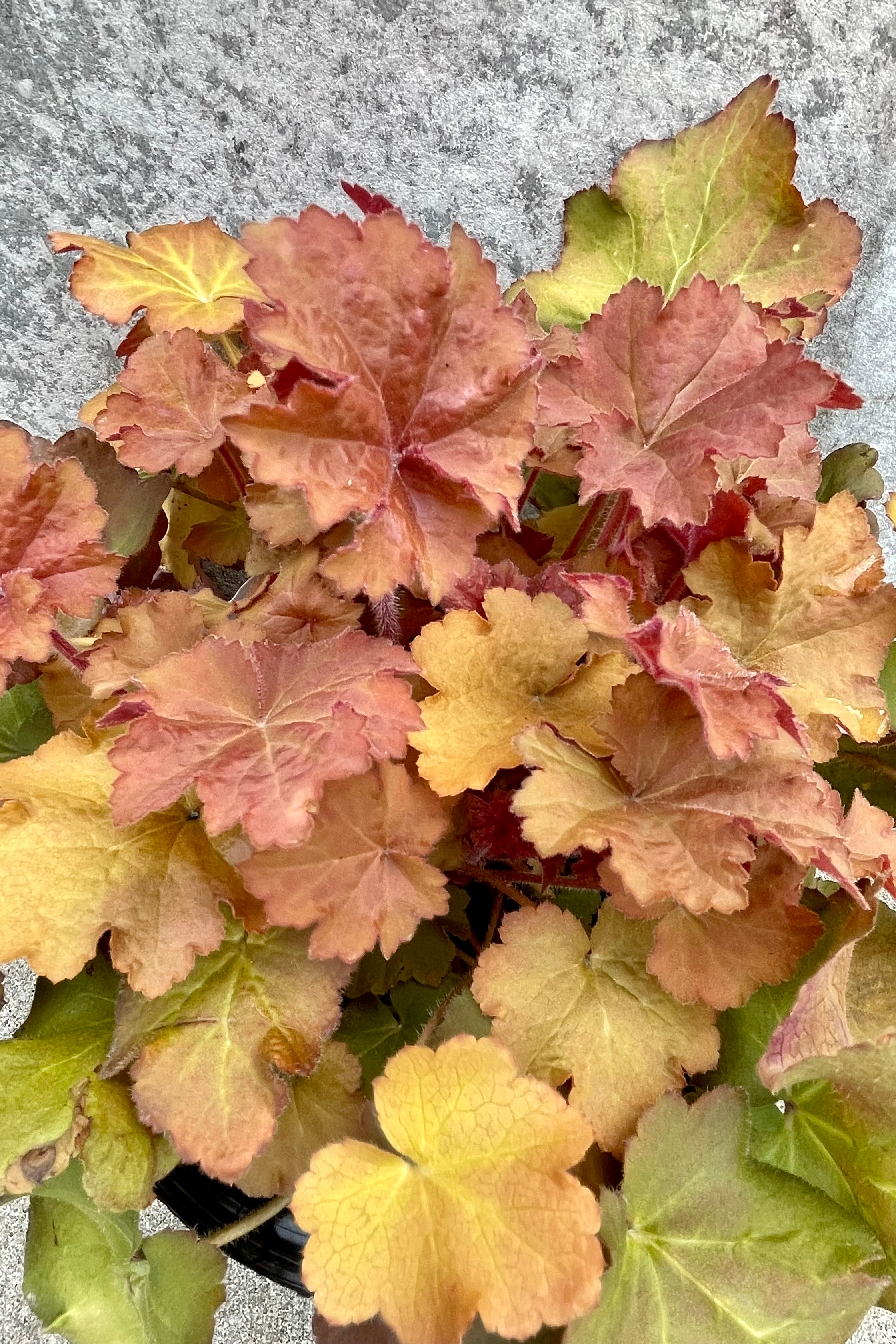 Detail of Heuchera 'Caramel' #1 green to orange leaves against a grey wall