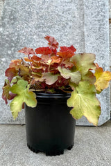 Heuchera 'Caramel' #1 black growers pot with green to orange leaves against a grey wall