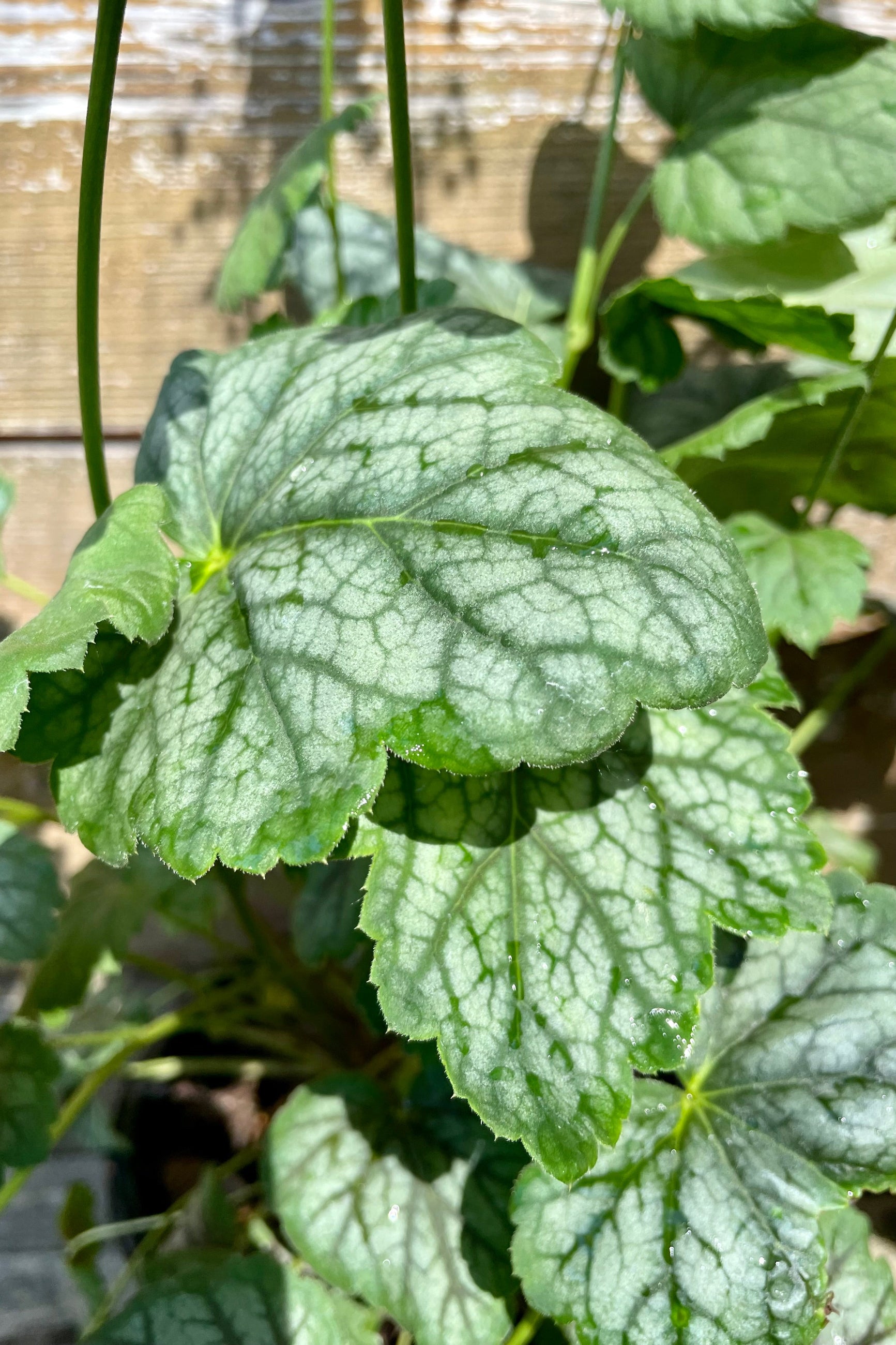 Detail picture of the gray / green variegated leaves of the Heuchera 'Green Spice' in mid June in the Sprout tHome yard. ©Sprout Home