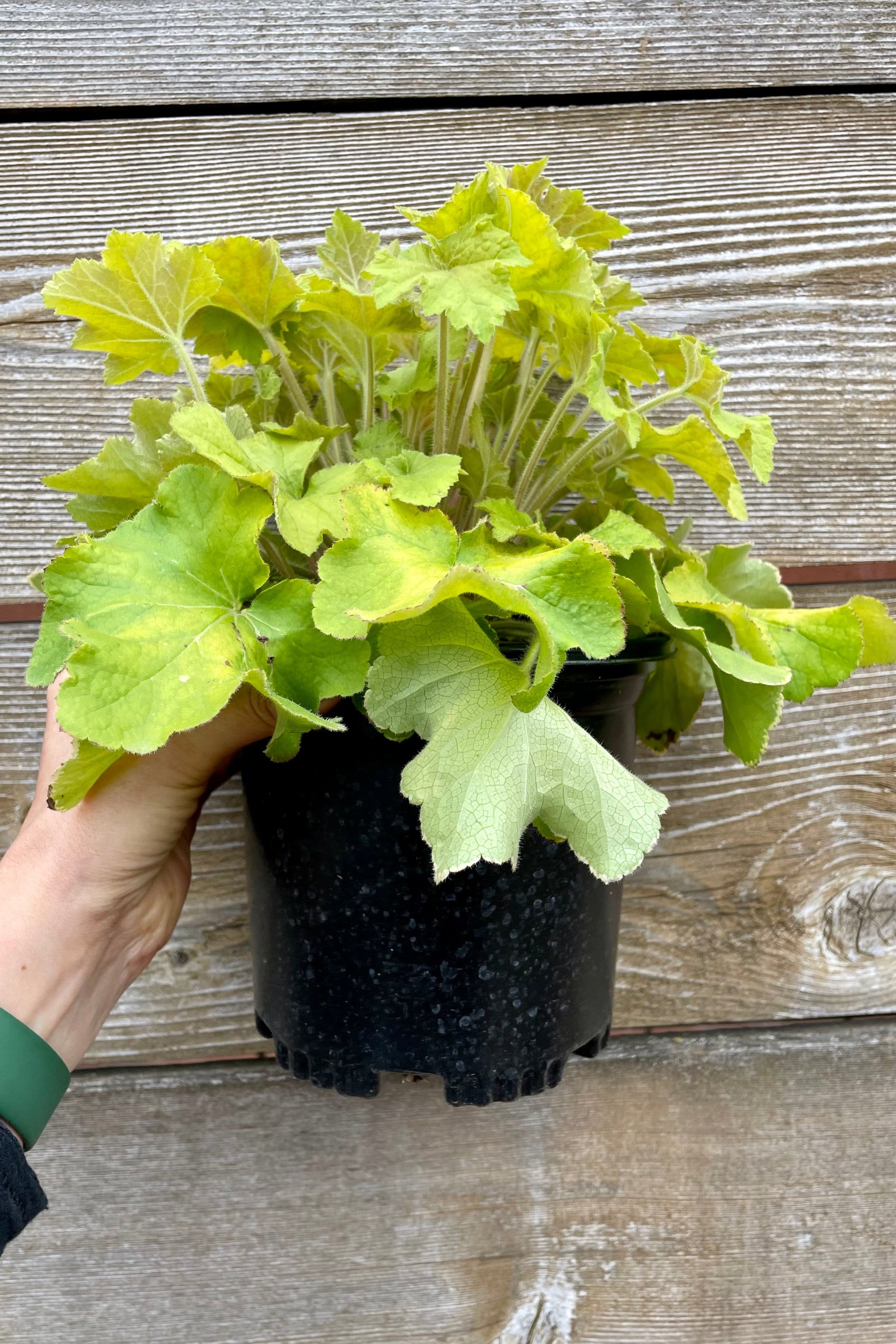 Picture of the Heuchera 'Gaucamole' perennial in a #1growers pot showing off the bright green leaves, at the end of April in the Sprout Home yard.  ©Sprout Home