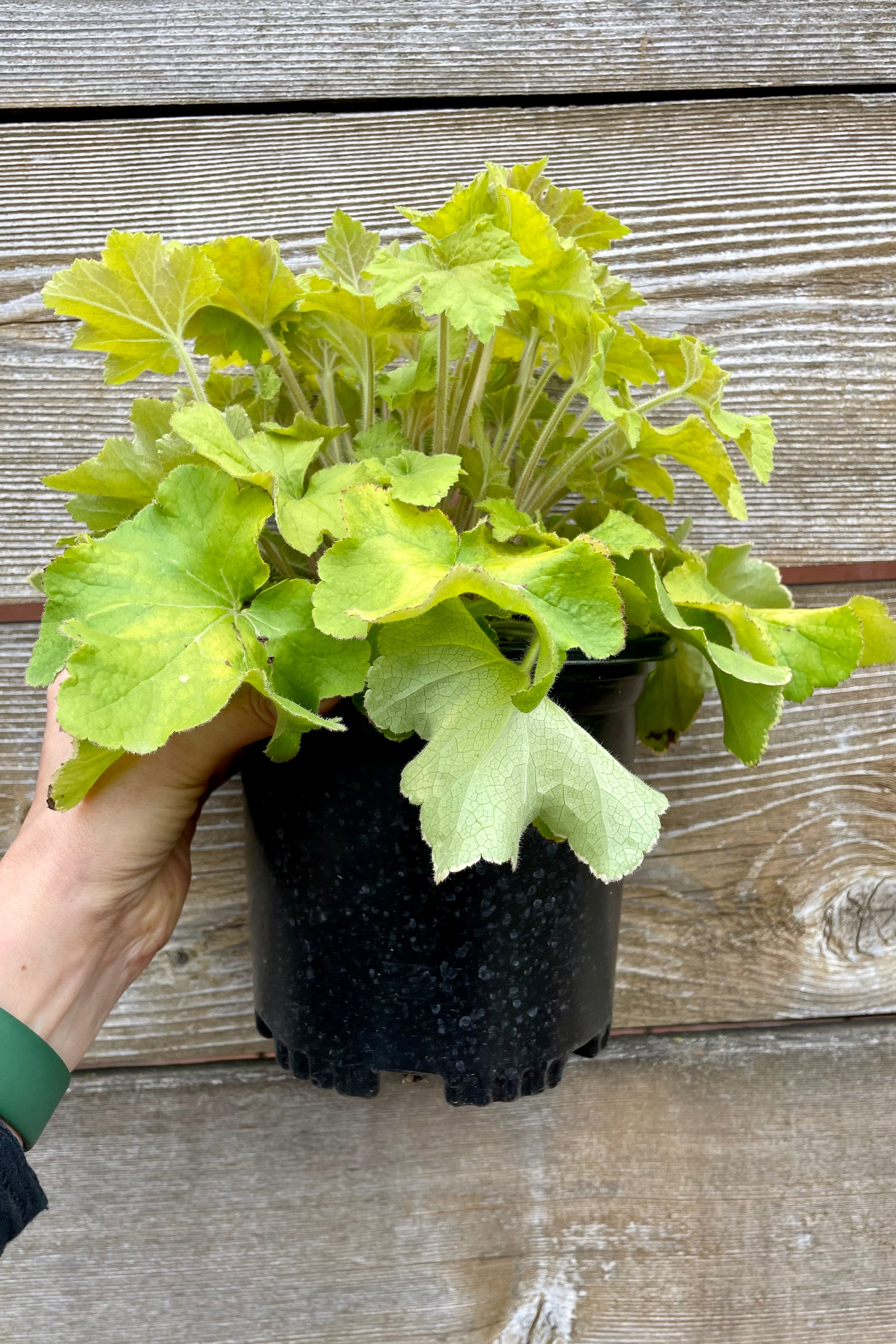 Picture of the Heuchera 'Gaucamole' perennial in a #1growers pot showing off the bright green leaves, at the end of April in the Sprout Home yard.  