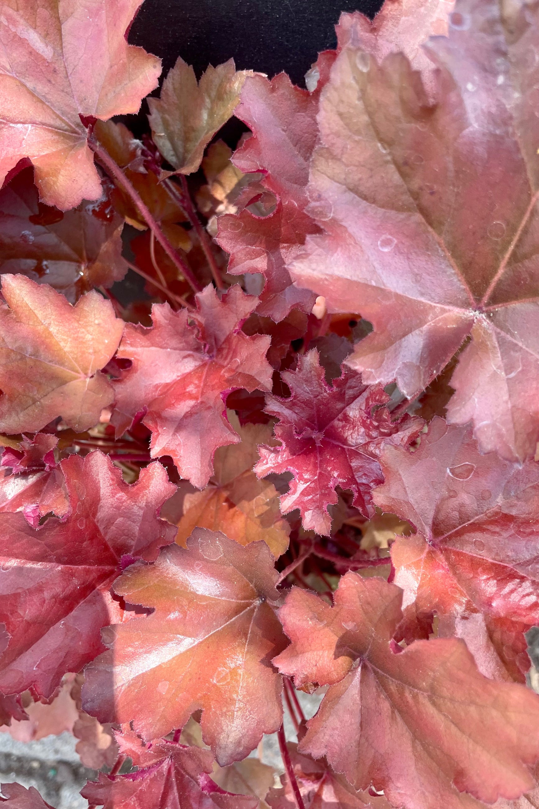 A detail picture of the mahogany leaves of the Heuchera 'Mahogany' perennial the end of May at Sprout Home. ©Sprout Home