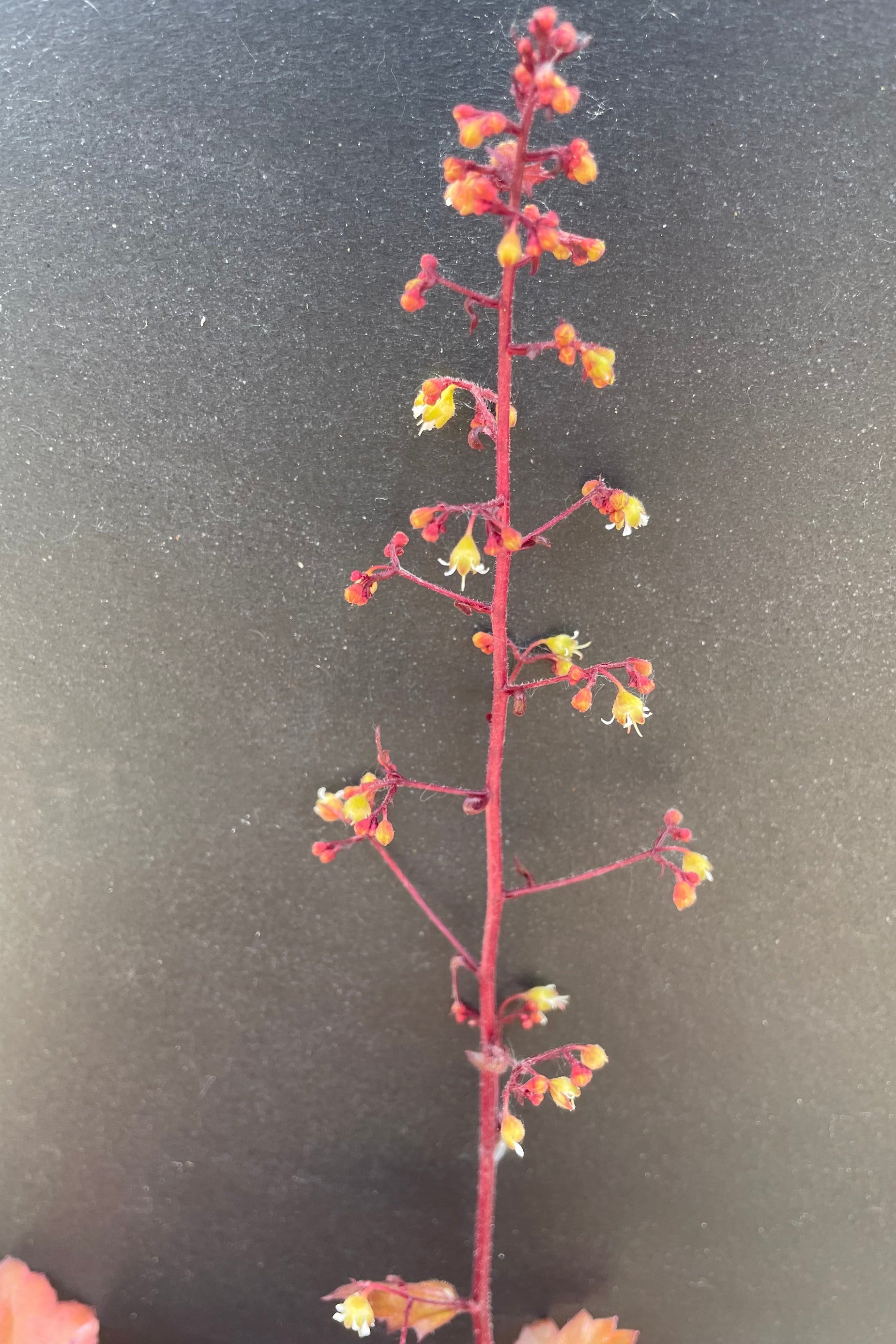 The protruding flower of the Heuchera 'Mahogany' showing the red stalk with small bell shaped flowers against a black backdrop at Sprout Home the end of May. ©Sprout Home