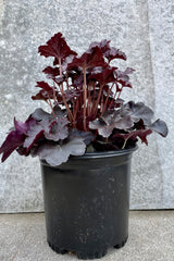 Heuchera 'Obsidian' #1 against a grey wall