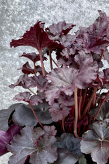 Detail of Heuchera 'Obsidian' #1 against a grey wall