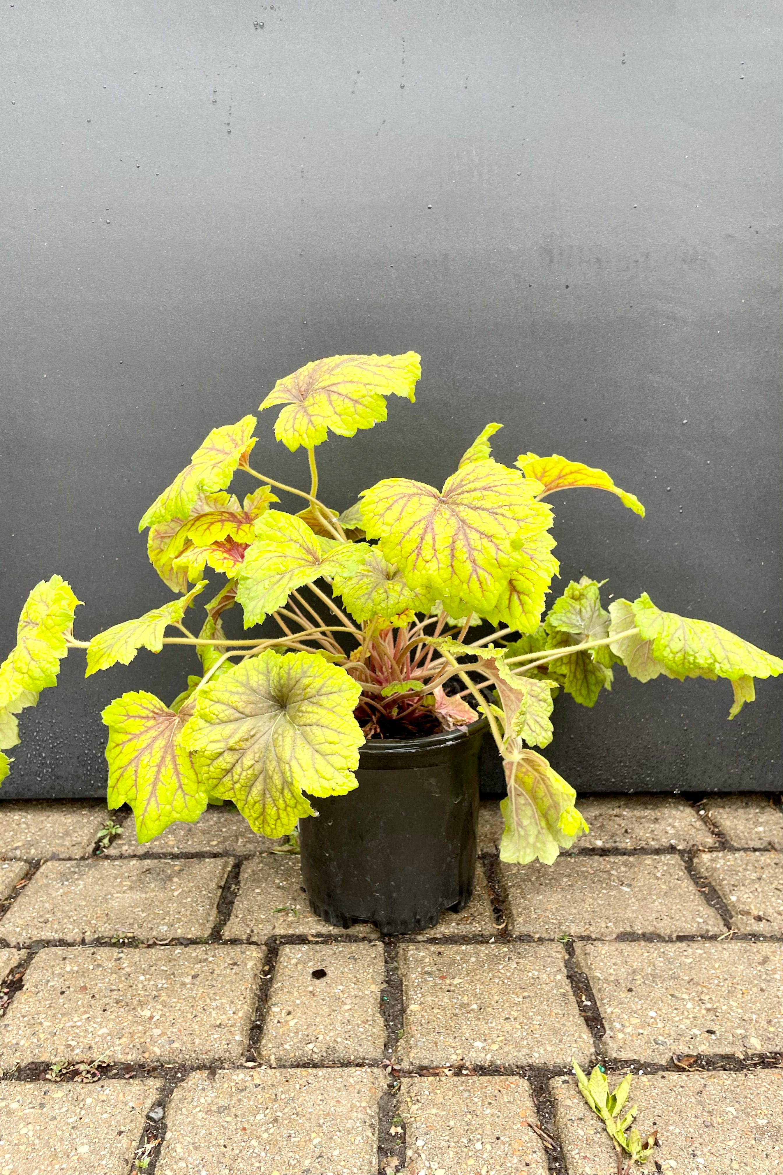 #1 size Heuchera 'Red Lightning' the beginning of June against a black wall with bright yellow green leaves with red veining  at Sprout Home.