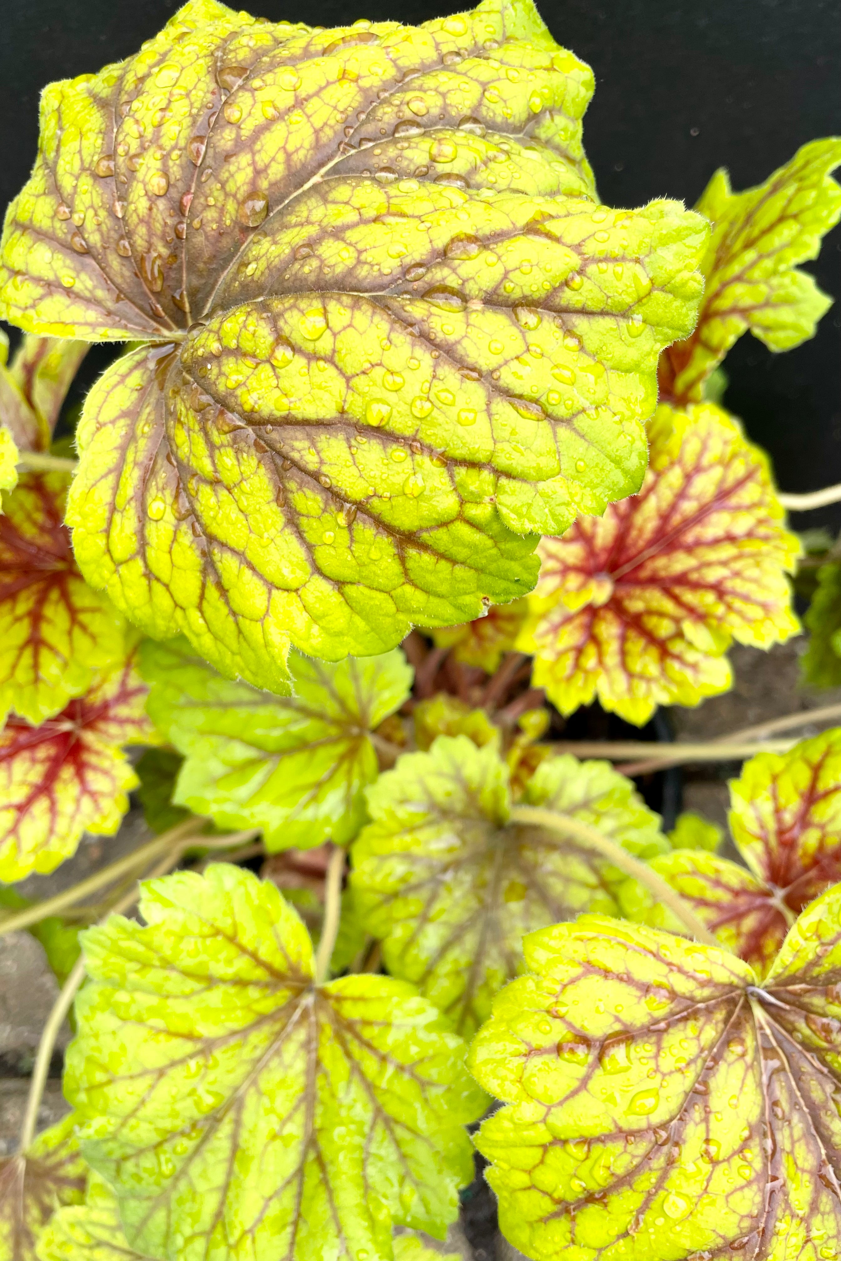 Heuchera 'Red Lightning' bright yellow green leaves with red veins shown up close at Sprout Home the beginning of June.