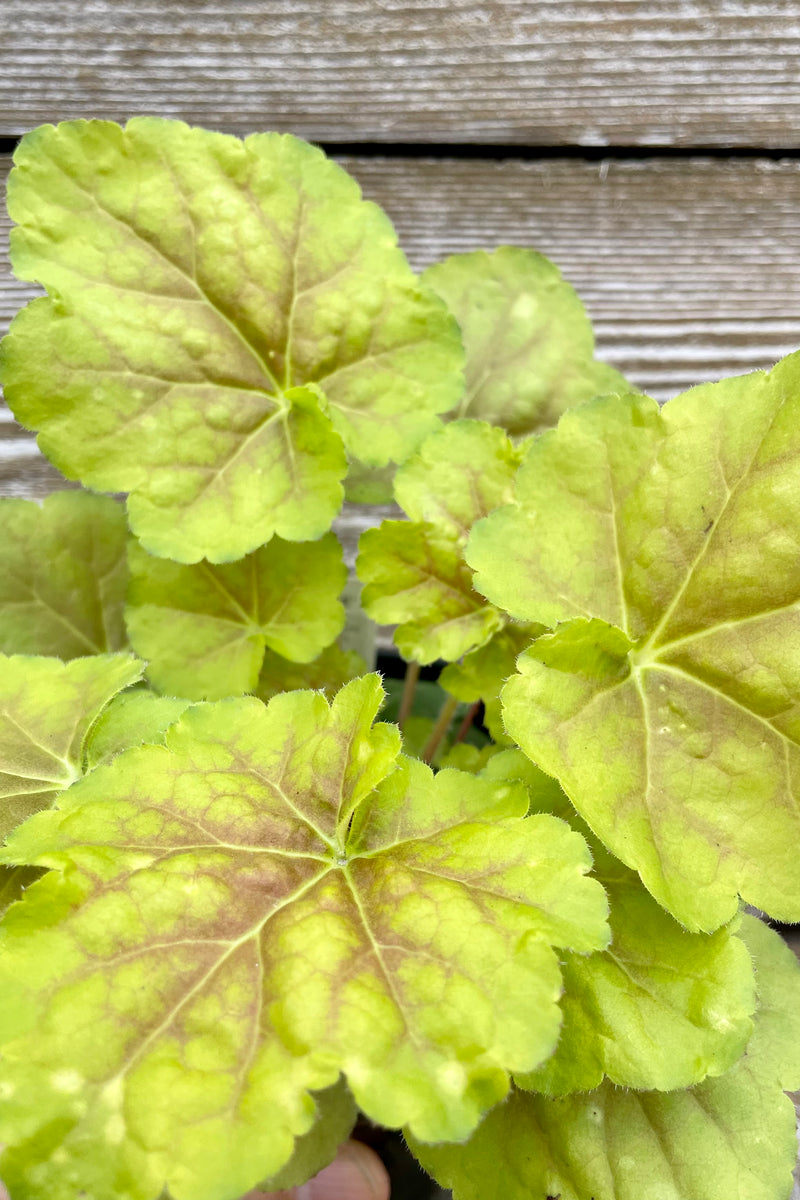 An up close picture of the bright green with burgundy veins of the Heuchera 'Miracle' against a wood wall in the Sprout Home yard. 