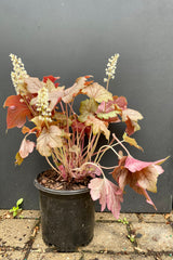 #1 pot of Heuchera "Peach Tea' perennial in bloom wooing the small white flowers on top of the peach -red foliage in May at Sprout Home. 