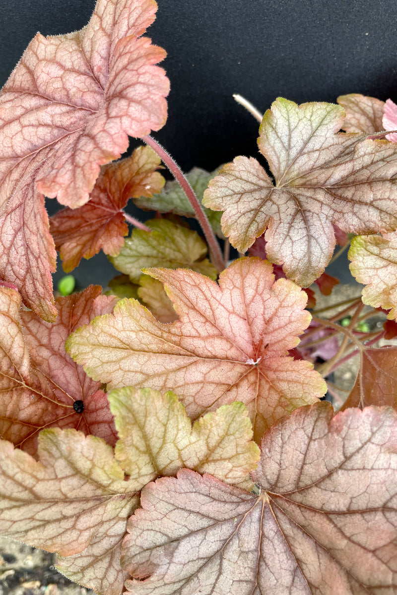 Detail picture of the peachy red leaves with deep veins of the Heuchera 'Peach Tea' against a black wall at Sprout Home. 