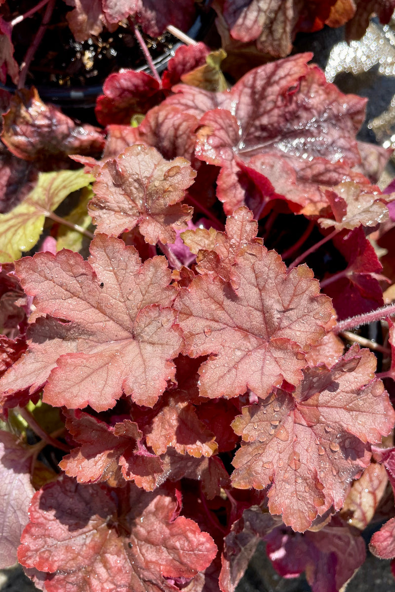 Heuchera 'Peach Tea' in early spring showing of darker new leaves that have just emerged. 