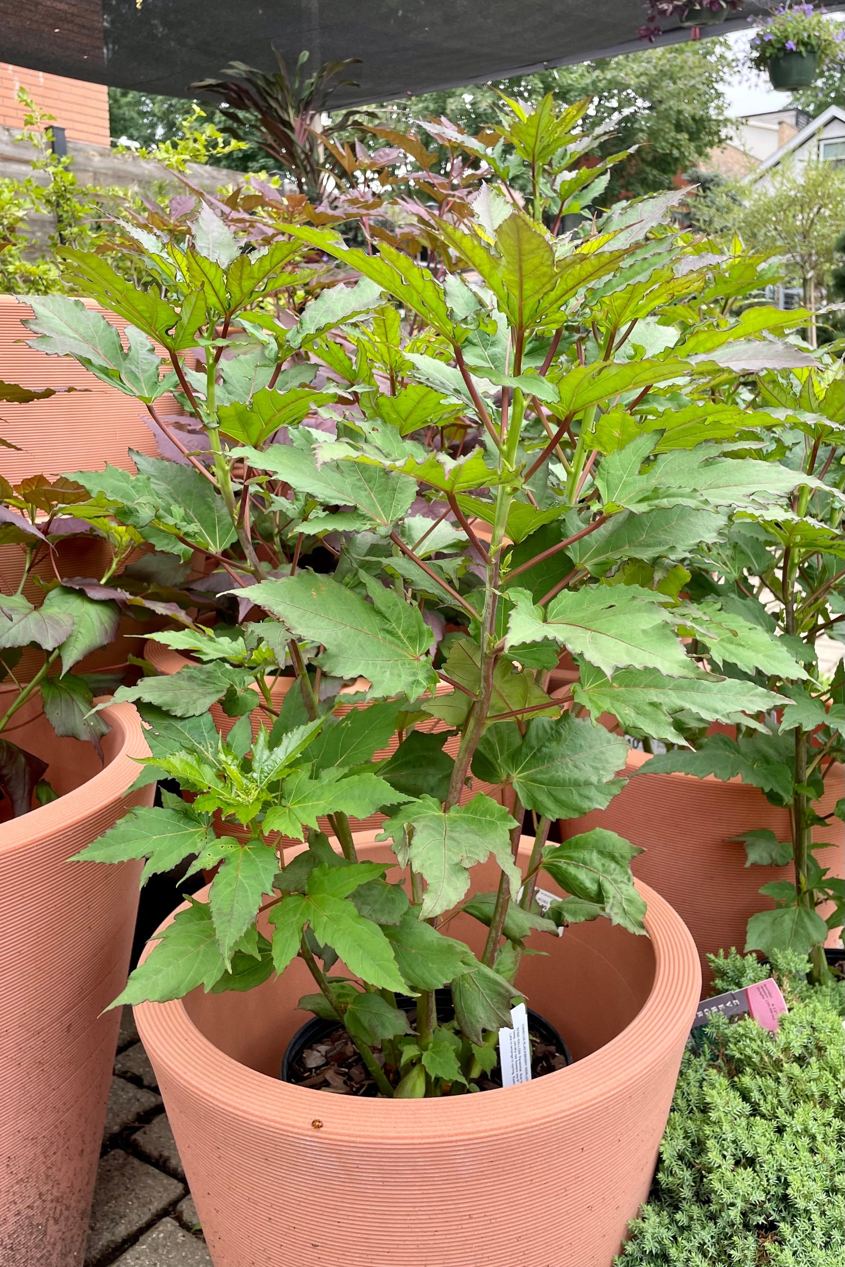 #2 Hibiscus 'Blackberry Merlot' sitting in a decorative coral colored pot showing the large green leaves just prior to bloom mid July at Sprout Home. ©Sprout Home