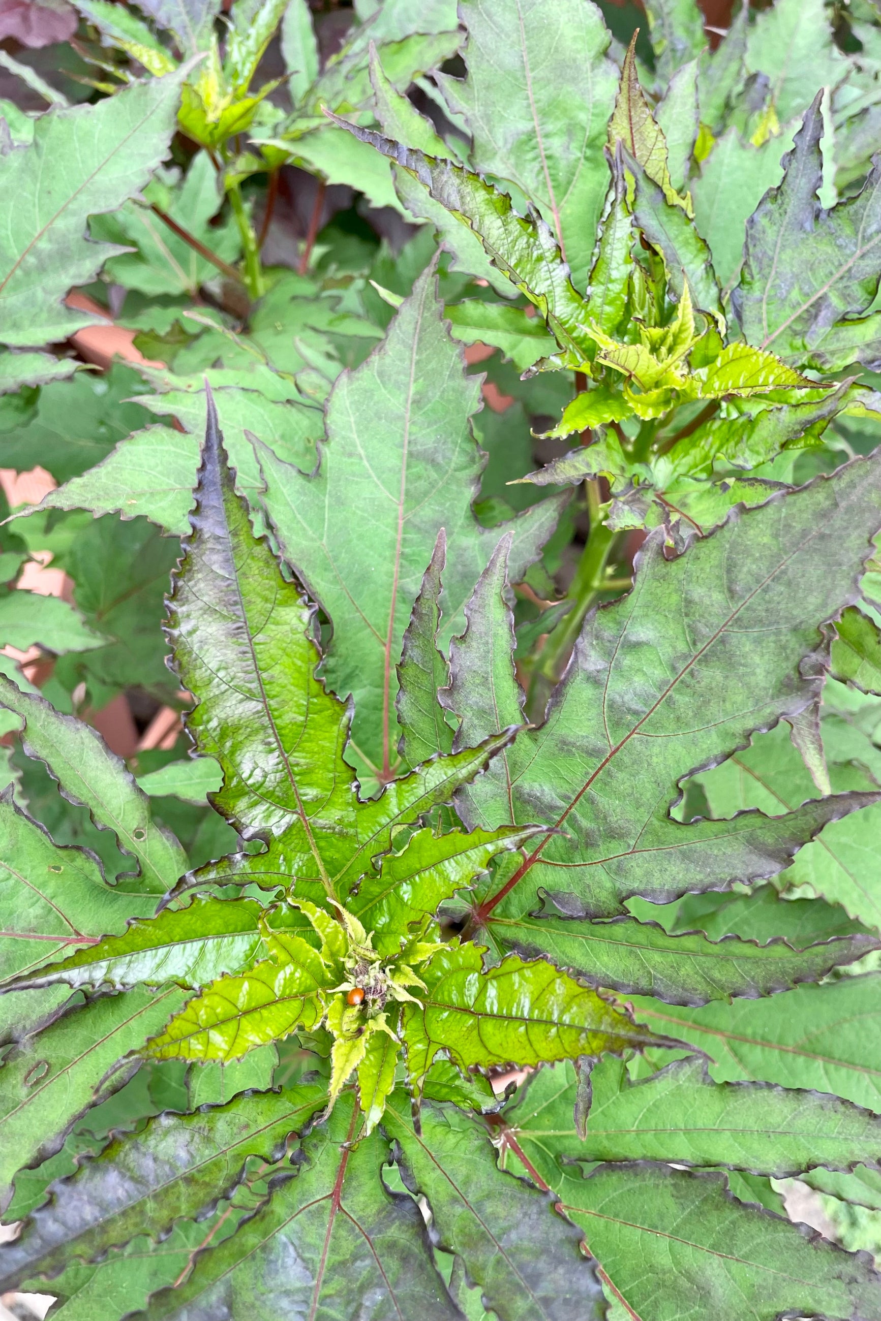 Detail of the Hibiscus 'Blackberry Merlot' leaves of dark serrated green with deep colored edges before bloom in mid July. ©Sprout Home