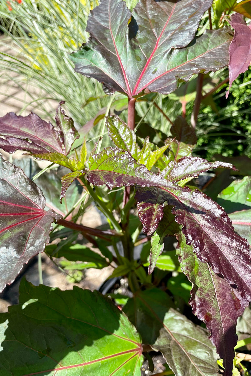 Hibiscus 'Midnight Marvel' before bloom showing the dark leaves up close end of June at Sprout Home.