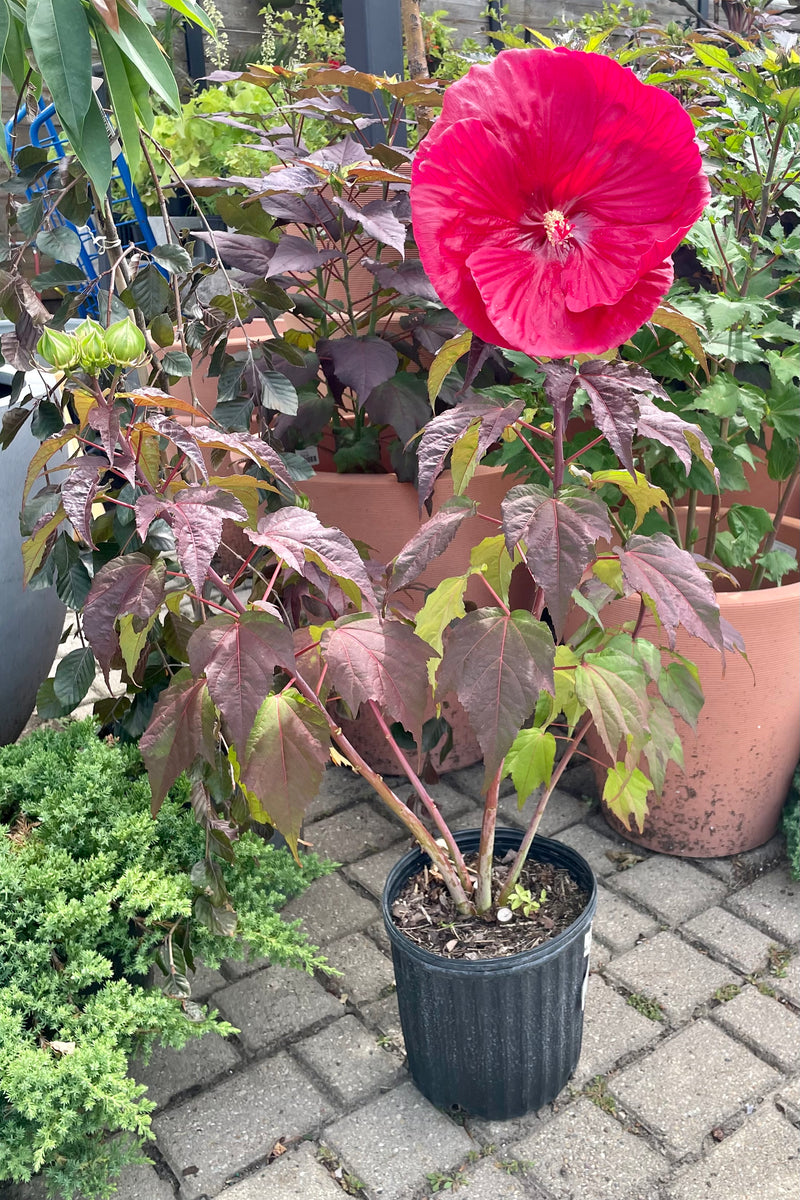 Hibiscus 'Mars Madness' in full bloom in a #2 pot mid July showing the huge red flowers and burgundy foliage surrounded by other plants in the yard at Sprout Home.