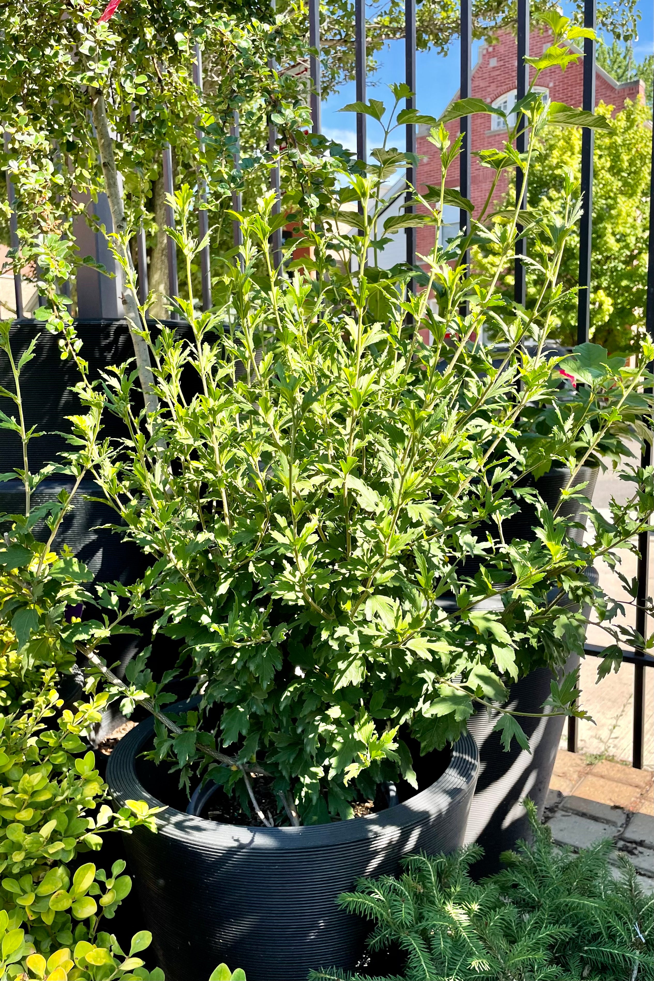 The Hibiscus 'Mindoub 1' in a #2 pot sitting in a decorative container prior to bud and bloom the end of June at Sprout Home.