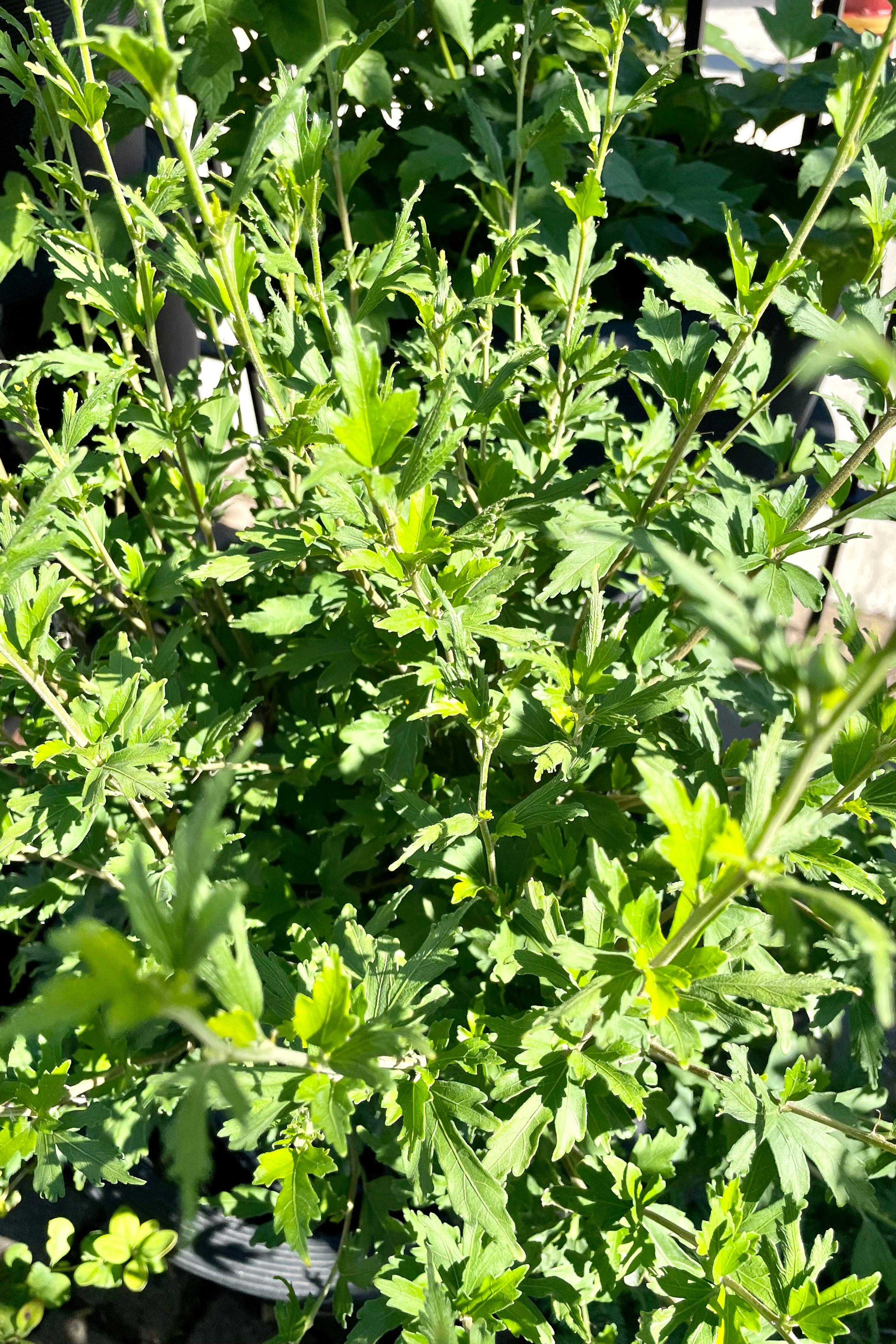 The green leaves of the Hibiscus 'Mindoub 1' before bloom the end of June at Sprout Home.