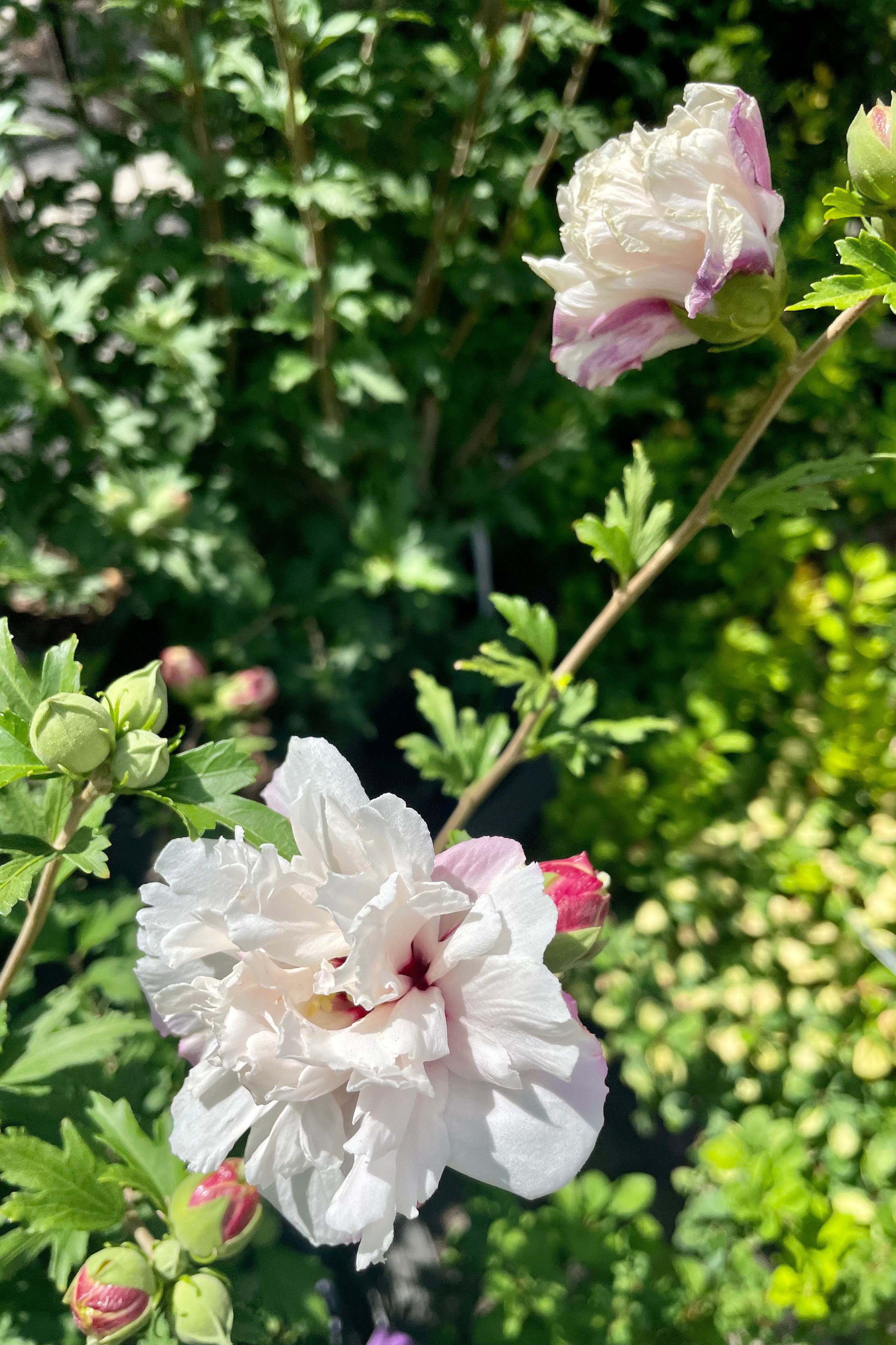 The fabulous frilly white bloom with maroon centers of the Hibiscus 'Mindoub 1' the end of July at Sprout Home.