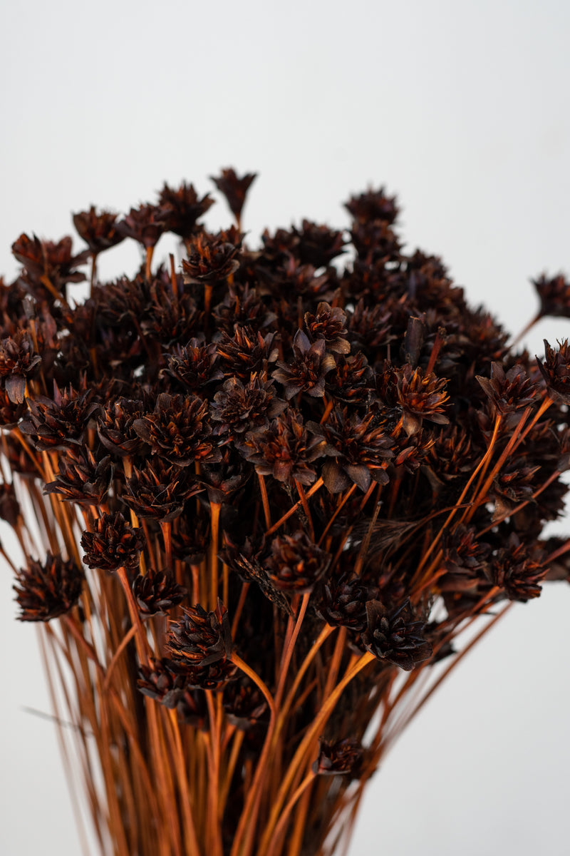 Close up of Hill Flower Chocolate Color Preserved Bunch