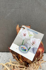 Photo of Hippeastrum Amaryllis plant bulb with nursery tag showing white and red flowers against gray wall