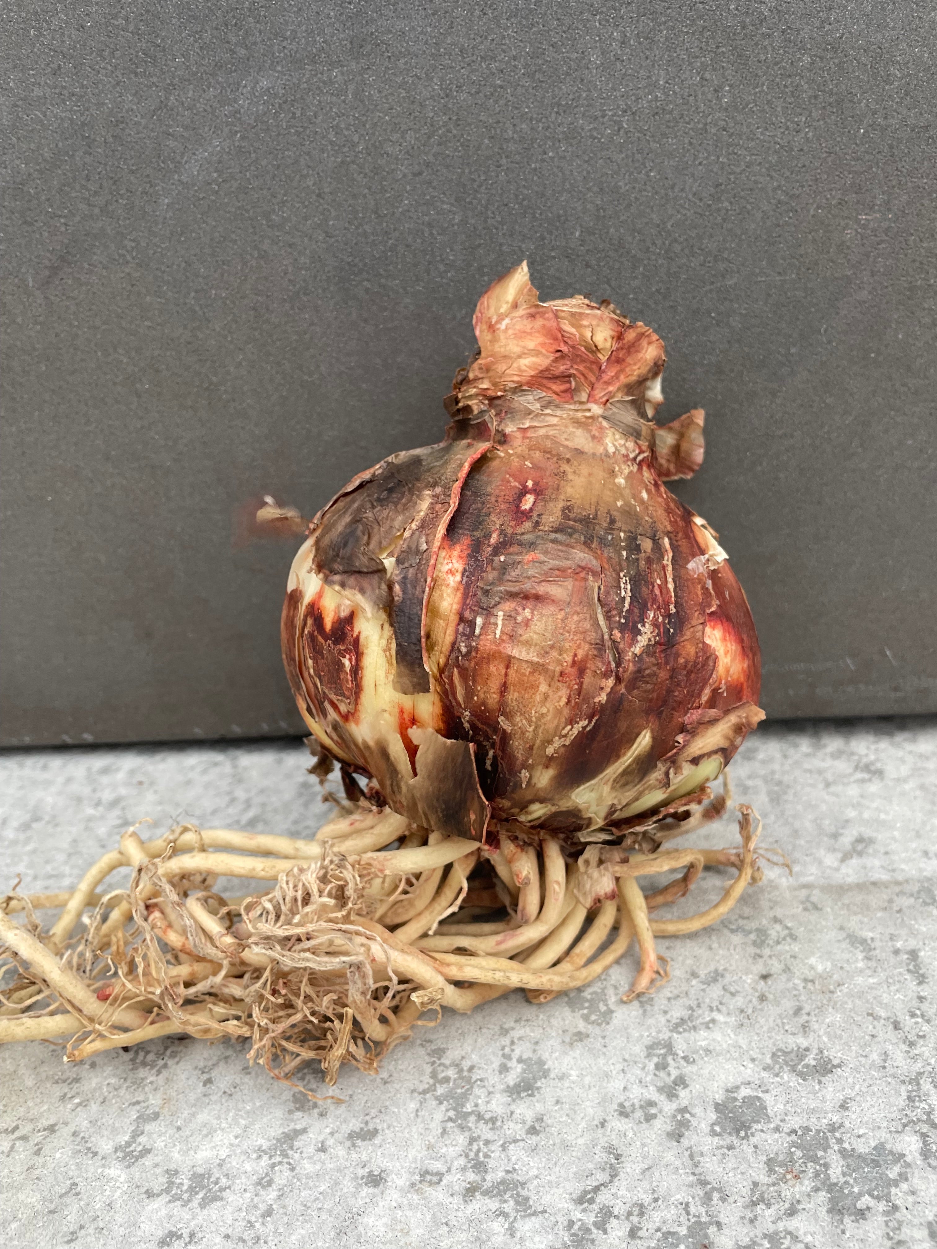 Photo of Hippeastrum Amaryllis plant bulb against gray wall