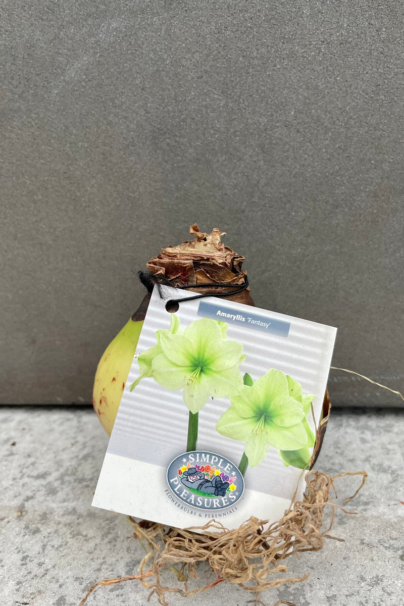 Photo of Hippeastrum Amaryllis plant bulb with nursery tag showing green flowers against gray wall