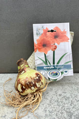 Photo of Hippeastrum Amaryllis plant bulb with nursery tag showing coral pink flowers against gray wall