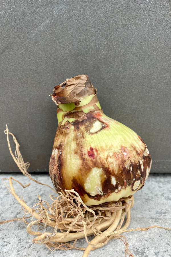 Photo of Hippeastrum Amaryllis plant bulb against gray wall