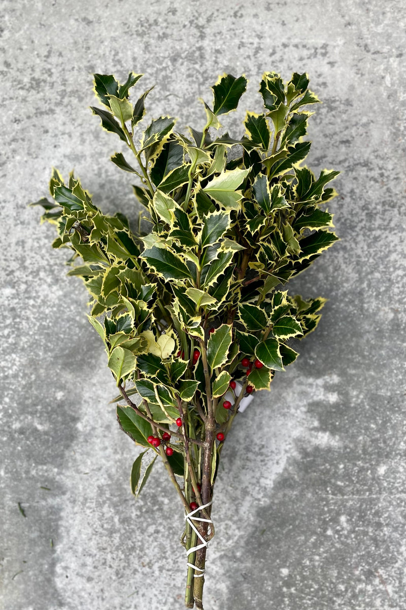A bundle of variegated holly branches with red berries against a gray wall. 