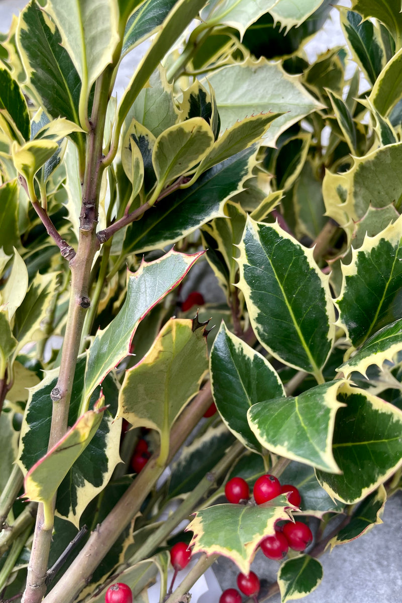 Detailed picture of variegated holly with red berries.